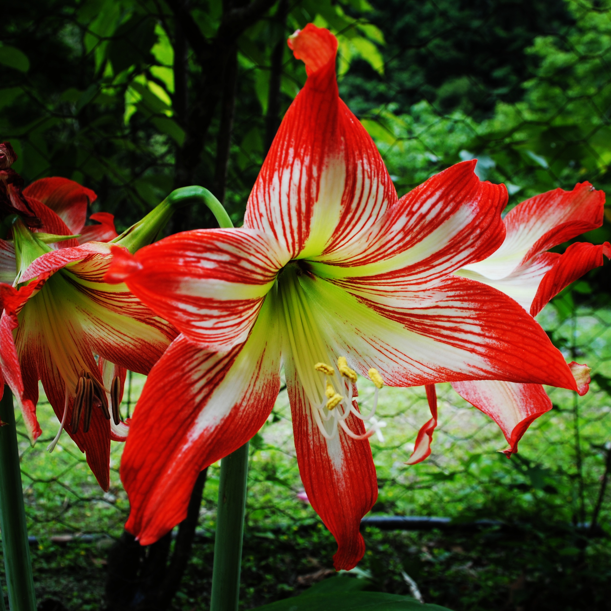 fleur
